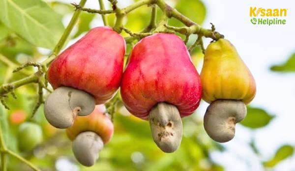 काजू की एक नई किस्म "नेत्र वामन": जानें, इस अनोखी बौनी किस्म के बारे में